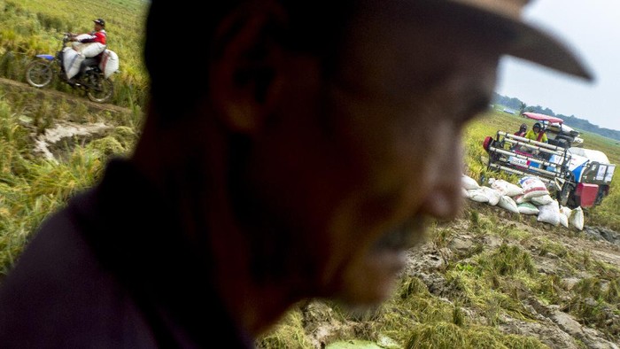 Potret Udara Panen Raya Petani Millenial di Karawang Petani mengoperasikan mesin pemotong padi saat panen raya petani milenial di areal persawahan Desa Gembongan, Banyusari, Karawang, Jawa Barat, Senin (15/11/2021). Pemerintah Provinsi Jawa Barat bersinergi dengan Bank BJB menyediakan akses permodalan petani milenial berupa penyaluran Kredit Usaha Rakyat (KUR) melalui skema kemitraan guna mengembangkan wirausaha muda pertanian di Jawa Barat. ANTARA FOTO/M Ibnu Chazar/foc.