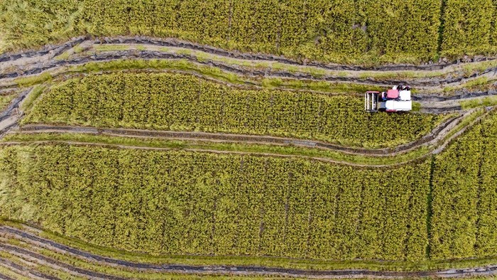 Potret Udara Panen Raya Petani Millenial di Karawang Petani mengoperasikan mesin pemotong padi saat panen raya petani milenial di areal persawahan Desa Gembongan, Banyusari, Karawang, Jawa Barat, Senin (15/11/2021). Pemerintah Provinsi Jawa Barat bersinergi dengan Bank BJB menyediakan akses permodalan petani milenial berupa penyaluran Kredit Usaha Rakyat (KUR) melalui skema kemitraan guna mengembangkan wirausaha muda pertanian di Jawa Barat. ANTARA FOTO/M Ibnu Chazar/foc.
