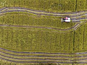 Potret Udara Panen Raya Petani Millenial di Karawang