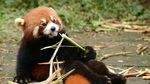 Potret Panda Merah, Si Gemas yang Bikin Bingung