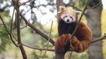 Potret Panda Merah, Si Gemas yang Bikin Bingung
