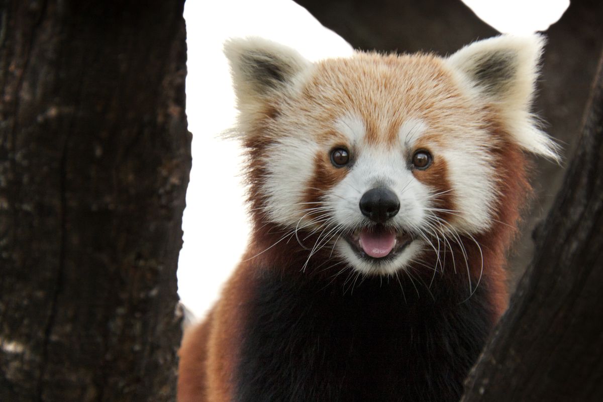 Beruang Panda Berdiri
