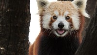 Red panda juga suka bambu. Namun, dia juga mengkonsumsi serangga, telur,beri dan bijian lainnya.