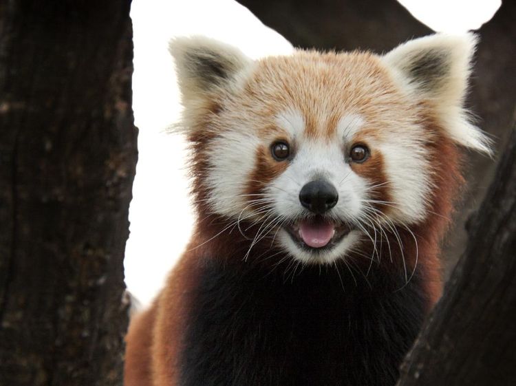 Potret Panda Merah, Si Gemas yang Bikin Bingung