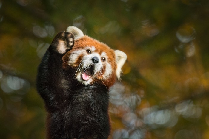 Red Panda