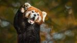 Potret Panda Merah, Si Gemas yang Bikin Bingung