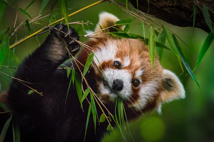 Red Panda