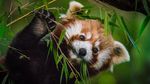 Potret Panda Merah, Si Gemas yang Bikin Bingung