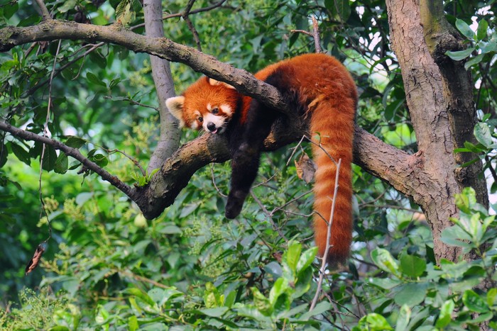 Red Panda