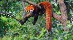 Potret Panda Merah, Si Gemas yang Bikin Bingung