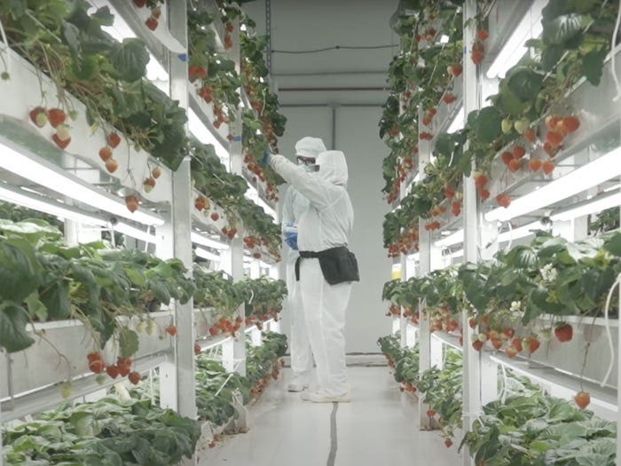 Strawberry 700 ribu Ditanam di Laboratorium, Strawberry Jepang Ini Dibanderol Rp 700 Ribu!