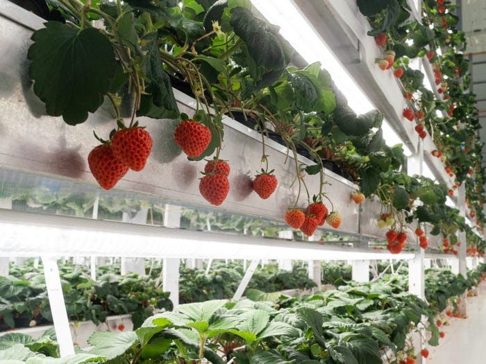 Ditanam Di Laboratorium Strawberry Jepang Ini Dibanderol Rp 700 Ribu