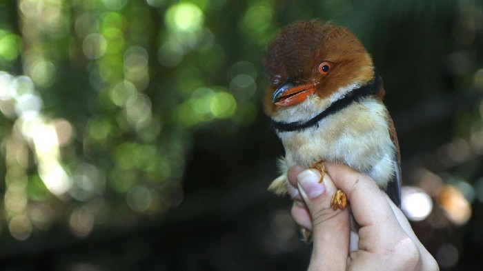 Tubuh burung menyusut