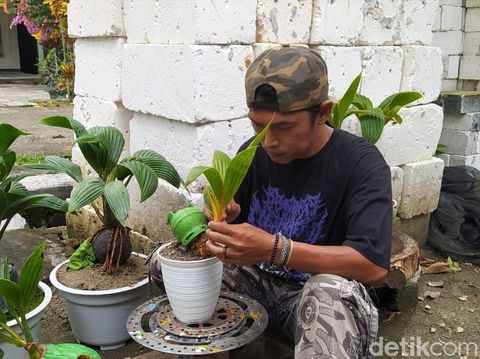 Berbekal uang Rp 50 ribu, vokalis band metal di Lamongan memulai usaha yang tak jauh-jauh dari dunia seni. Usahanya tersebut yakni kerajinan bonsai kelapa.