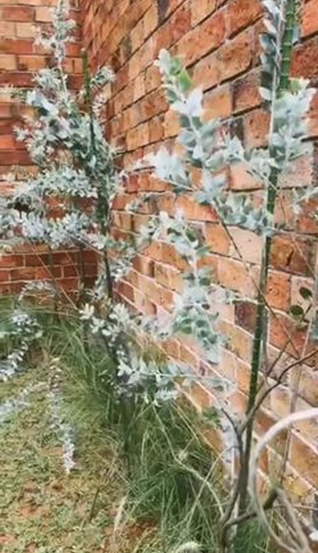 Tembok batu-bata ekspos makin mempertegas karakter rustic pada rumah ini. (Foto: Instagram Arya Saloka)