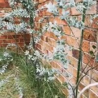 Tembok batu-bata ekspos makin mempertegas karakter rustic pada rumah ini. (Foto: Instagram Arya Saloka)