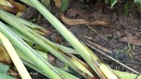 Tumbuh diantara tanaman suweg