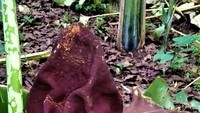 Bunga Bangkai yang ditemukan Warga