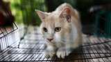 Pemkot Jakbar Tak Masalah Warga Beri Makan Kucing Liar, tapi Ada Syaratnya