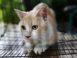 Kenapa Kucing Takut Air? Ini Penjelasan Ilmiahnya