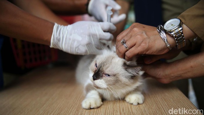 Vaksinator menyuntikkan vaksin rabies ke kucing di halaman Kantor Kelurahan Kebon Baru, Tebet, Jakarta, Selasa (16/11/2021). Sudin KPKP Kota Administrasi Jakarta Selatan Kecamatan Tebet menyediakan sebanyak 250 dosis vaksin rabies dalam kegiatan vaksinasi gratis tersebut sebagai bentuk upaya untuk mewujudkan Ibu Kota bebas rabies pada 2022.