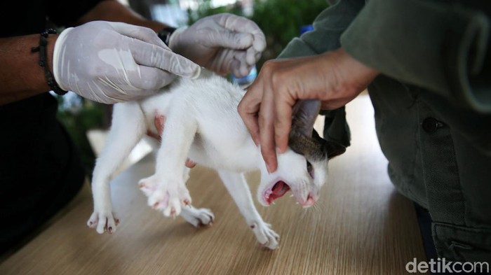 Vaksinator menyuntikkan vaksin rabies ke kucing di halaman Kantor Kelurahan Kebon Baru, Tebet, Jakarta, Selasa (16/11/2021). Sudin KPKP Kota Administrasi Jakarta Selatan Kecamatan Tebet menyediakan sebanyak 250 dosis vaksin rabies dalam kegiatan vaksinasi gratis tersebut sebagai bentuk upaya untuk mewujudkan Ibu Kota bebas rabies pada 2022.