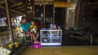 Jokowi memastikan akan memperbaiki kerusakan daerah tangkapan hujan tersebut. Mulai tahun depan, kata dia, persemaian atau nursery akan dilakukan. ANTARA FOTO/Bayu Pratama S  