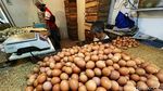 Jelang Nataru, Harga Telur Melonjak Naik
