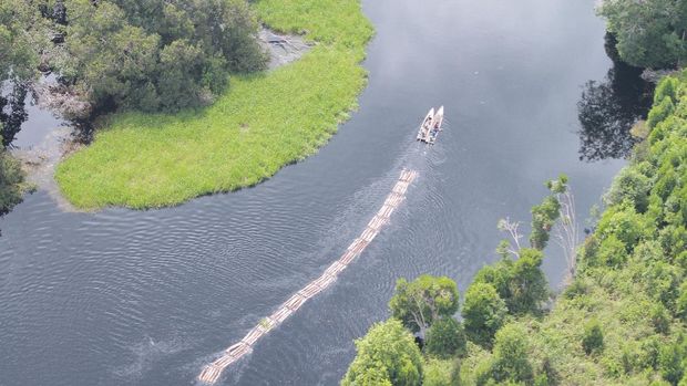 Kayu illegal logging dihanyutkan ke sungai di Riau oleh kelompok 'Anak Jenderal'.