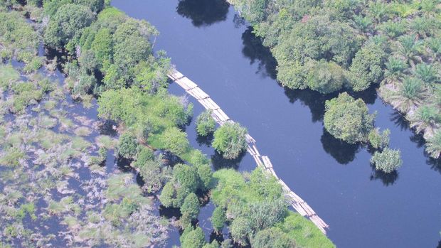 Kayu illegal logging dihanyutkan ke sungai di Riau oleh kelompok 'Anak Jenderal'.