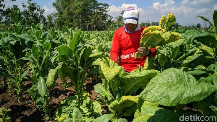Para petani tembakau di Ponorogo waswas karena musim hujan datang lebih awal. Sebab, saat ini para petani masih dalam proses panen tembakau.