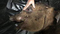 Anak gajah betina yang diperkirakan berusia satu tahun itu mati disebabkan luka terkena jerat pada bagian belalai di hutan kawasan Kabupaten Aceh Jaya.   