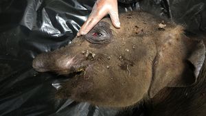 Anak Gajah di Aceh Mati Usai Belalai Putus Kena Jerat
