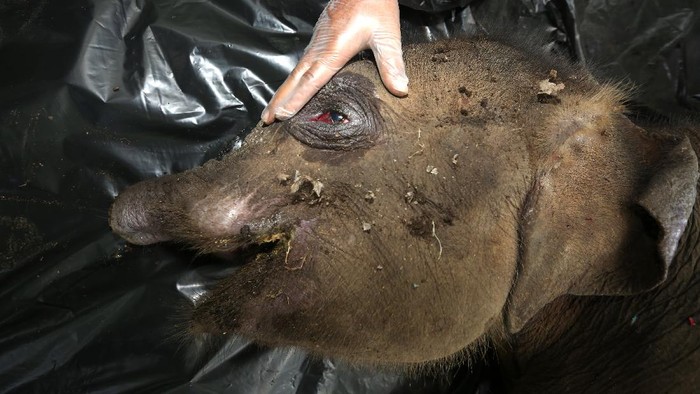 Pilu! Belalai Putus Kena Jerat, Anak Gajah di Aceh Mati Petugas Balai Konservasi Sumber Daya Alam (BKSDA) Aceh melakukan proses nekropsi terhadap bangkai anak gajah sumatera (Elephas maximus sumatranus) liar di Pusat Latihan Gajah (PLG) Saree, Aceh Besar, Aceh, Selasa (16/11/2021). Anak gajah betina yang diperkirakan berusia satu tahun itu mati disebabkan luka terkena jerat pada bagian belalai di hutan kawasan Kabupaten Aceh Jaya. ANTARA FOTO/Irwansyah Putra/rwa.