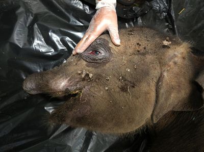 Anak Gajah di Aceh Mati Usai Belalai Putus Kena Jerat