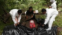 Kepala Balai Konservasi Sumber Daya Alam (BKSDA) Aceh Agus Arianto mengatakan kondisi anak gajah mengalami luka parah serta infeksi pada belalai. Petugas BKSDA bakal melakukan nekropsi untuk mengetahui secara pasti penyebab kematian satwa dilindungi itu.    