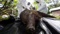 Petugas Balai Konservasi Sumber Daya Alam (BKSDA) Aceh melakukan proses nekropsi terhadap bangkai anak gajah sumatera (Elephas maximus sumatranus) liar di Pusat Latihan Gajah (PLG) Saree, Aceh Besar, Aceh, Selasa (16/11/2021). 