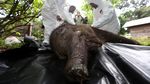 Anak Gajah di Aceh Mati Usai Belalai Putus Kena Jerat
