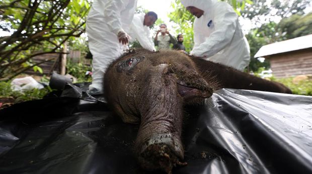 Petugas Balai Konservasi Sumber Daya Alam (BKSDA) Aceh melakukan proses nekropsi terhadap bangkai anak gajah sumatera (Elephas maximus sumatranus) liar di Pusat Latihan Gajah (PLG) Saree, Aceh Besar, Aceh, Selasa (16/11/2021). Anak gajah betina yang diperkirakan berusia satu tahun itu mati disebabkan luka terkena jerat pada bagian belalai di hutan kawasan Kabupaten Aceh Jaya. ANTARA FOTO/Irwansyah Putra/rwa.
