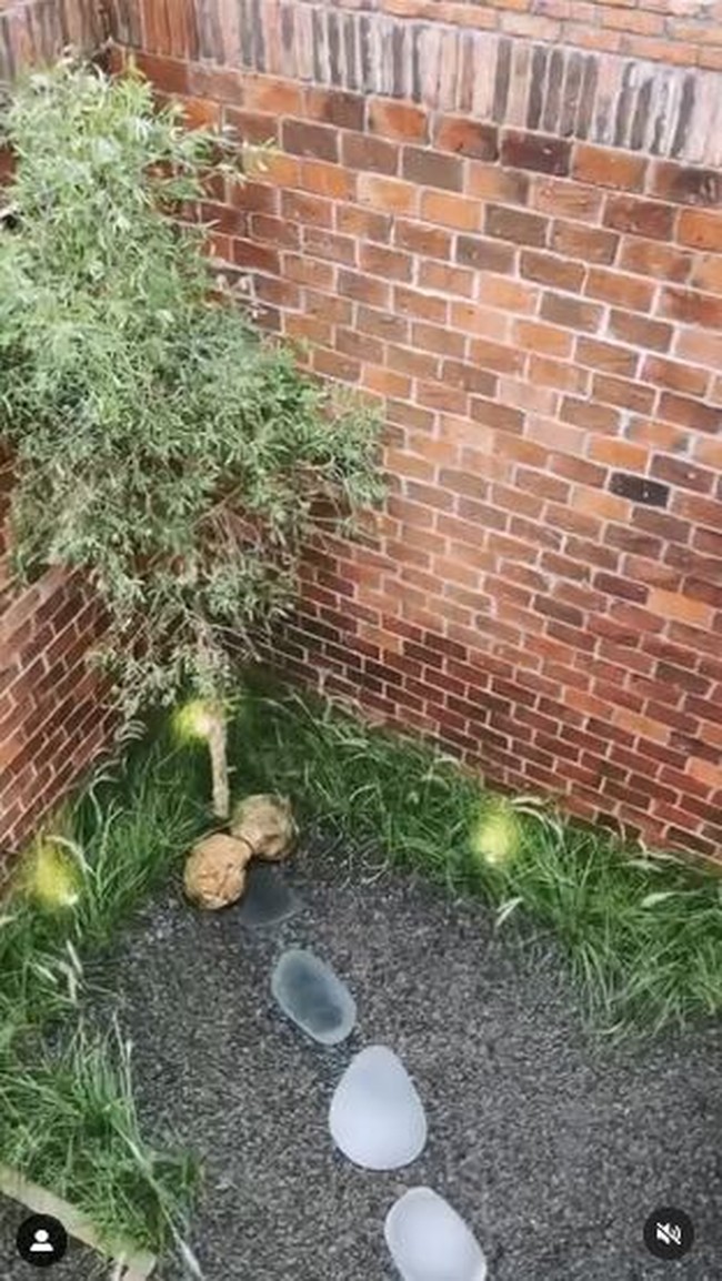 Setiap detail sangat diperhatikan termasuk untuk landscaping. Misal, tanaman liar dipilih, tapi ditata rapi agar tetap enak dipandang mata. (Foto: Instagram/the_house_of_olive)