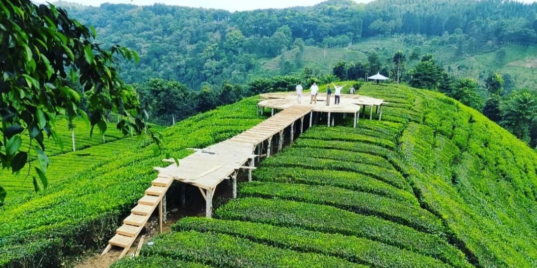 kebun teh Sirah Kencong di Kecamatan Wlingi