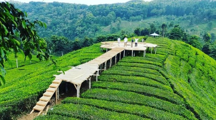 kebun teh Sirah Kencong di Kecamatan Wlingi