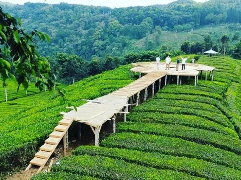 kebun teh Sirah Kencong di Kecamatan Wlingi