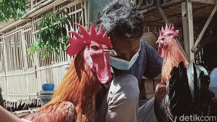 ayam pelung