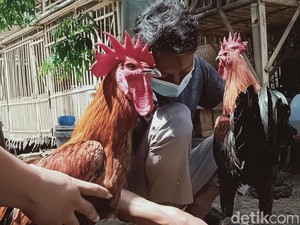 Asal Usul Ayam Pelung Khas Cianjur, Buah Tirakat Mama Djarkasih