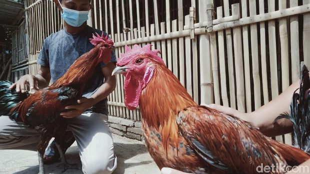 ayam pelung ayam pelung