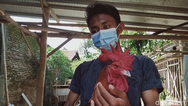 ayam pelung ayam pelung