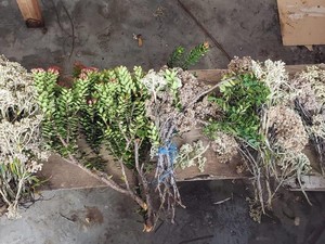 Curi Edelweis-Cantigi Ungu di Gunung Dempo, 6 Pendaki Ilegal Di-blacklist!