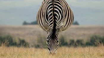 Zebra seolah berdiri menggunakan kepalanya. Foto: reddit.com/confusing_perspective