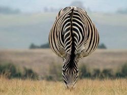 Awas Foto Ini Menjebak, Bisa Tertipu Bila Lihat Sekilas